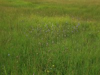 Cirsium dissectum 32, Spaanse ruiter, Saxifraga-Hans Boll