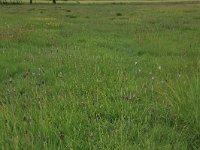 Cirsium dissectum 34, Spaanse ruiter, Saxifraga-Hans Boll