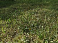 Cirsium dissectum 37, Spaanse ruiter, Saxifraga-Hans Boll