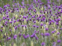 Cirsium dissectum 39, Spaanse ruiter, Saxifraga-Mark Zekhuis