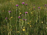 Cirsium dissectum 4, Spaanse ruiter, Saxifraga-Hans Boll