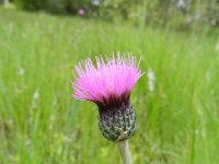 Cirsium dissectum 40, Spaanse ruiter, Saxifraga-Rutger Barendse