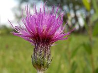 Cirsium dissectum 41, Spaanse ruiter, Saxifraga-Ed Stikvoort