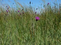 Cirsium dissectum 42, Spaanse ruiter, Saxifraga-Ed Stikvoort