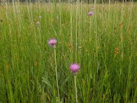 Cirsium dissectum 43, Spaanse ruiter, Saxifraga-Ed Stikvoort