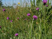 Cirsium dissectum 44, Spaanse ruiter, Saxifraga-Ed Stikvoort