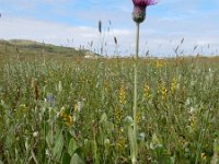 Cirsium dissectum 45, Spaanse ruiter, Saxifraga-Ed Stikvoort