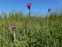 Cirsium dissectum 46, Spaanse ruiter, Saxifraga-Ed Stikvoort