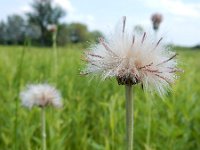 Cirsium dissectum 47, Spaanse ruiter, Saxifraga-Ed Stikvoort