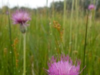 Cirsium dissectum 48, Spaanse ruiter, Saxifraga-Ed Stikvoort