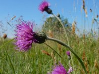 Cirsium dissectum 49, Spaanse ruiter, Saxifraga-Ed Stikvoort