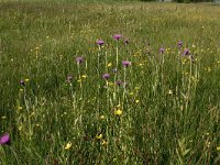 Cirsium dissectum 5, Spaanse ruiter, Saxifraga-Hans Boll