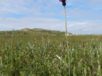 Cirsium dissectum 50, Spaanse ruiter, Saxifraga-Ed Stikvoort