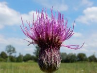 Cirsium dissectum 51, Spaanse ruiter, Saxifraga-Ed Stikvoort