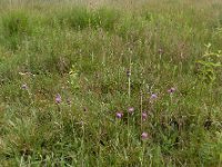 Cirsium dissectum 52, Spaanse ruiter, Saxifraga-Ed Stikvoort