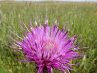 Cirsium dissectum 53, Spaanse ruiter, Saxifraga-Ed Stikvoort