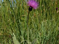 Cirsium dissectum 54, Spaanse ruiter, Saxifraga-Ed Stikvoort