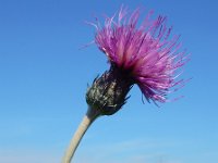 Cirsium dissectum 55, Spaanse ruiter, Saxifraga-Ed Stikvoort