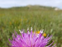 Cirsium dissectum 56, Spaanse ruiter, Saxifraga-Ed Stikvoort