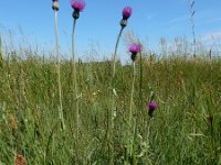 Cirsium dissectum 58, Spaanse ruiter, Saxifraga-Ed Stikvoort