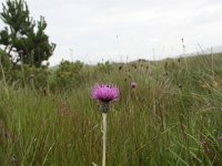 Cirsium dissectum 6, Spaanse ruiter, Saxifraga-Jeroen Willemsen