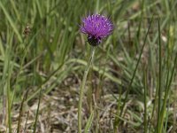 Cirsium dissectum 61, Spaanse ruiter, Saxifraga-Willem van Kruijsbergen