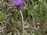 Cirsium dissectum 63, Spaanse ruiter, Saxifraga-Willem van Kruijsbergen