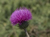 Cirsium dissectum 64, Spaanse ruiter, Saxifraga-Willem van Kruijsbergen