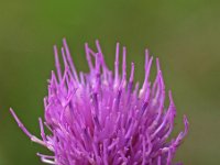 Cirsium dissectum 7, Spaanse ruiter, Saxifraga-Hans Dekker