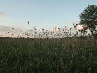 Cirsium dissectum 8, Spaanse ruiter, Saxifraga-Bas Klaver