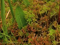 Cirsium dissectum 9, Spaanse ruiter, Saxifraga-Hans Boll