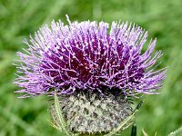 Cirsium eriophorum 47, Wollige distel, Saxifraga-Sonja Bouwman  Wollige distel - Cirsium eriophorum - Asteraceae familie