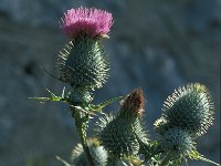 Cirsium eriophorum 52, Wollige distel, Saxifraga-Jan van der Straaten