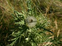 Cirsium eriophorum 1, Wollige distel, Saxifraga-Dirk Hilbers