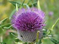 Cirsium eriophorum 10, Wollige distel, Saxifraga-Jasenka Topic