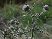 Cirsium eriophorum 14, Wollige distel, Saxifraga-Peter Meininger