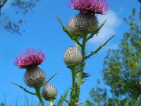 Cirsium eriophorum 24, Wollige distel, Saxifraga-Ed Stikvoort