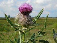 Cirsium eriophorum 25, Wollige distel, Saxifraga-Ed Stikvoort