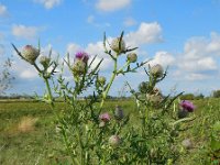 Cirsium eriophorum 27, Wollige distel, Saxifraga-Ed Stikvoort