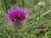 Cirsium eriophorum 28, Wollige distel, Saxifraga-Ed Stikvoort