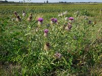 Cirsium eriophorum 29, Wollige distel, Saxifraga-Ed Stikvoort