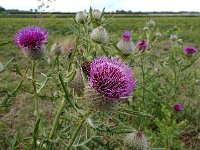 Cirsium eriophorum 30, Wollige distel, Saxifraga-Ed Stikvoort