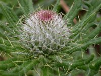 Cirsium eriophorum 31, Wollige distel, Saxifraga-Ed Stikvoort