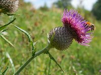 Cirsium eriophorum 32, Wollige distel, Saxifraga-Ed Stikvoort