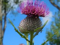 Cirsium eriophorum 33, Wollige distel, Saxifraga-Ed Stikvoort