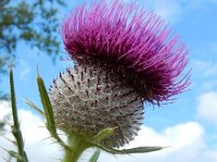 Cirsium eriophorum 36, Wollige distel, Saxifraga-Ed Stikvoort