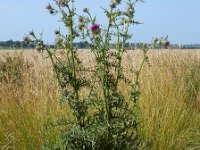 Cirsium eriophorum 37, Wollige distel, Saxifraga-Ed Stikvoort