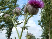 Cirsium eriophorum 38, Wollige distel, Saxifraga-Ed Stikvoort