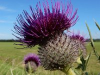 Cirsium eriophorum 41, Wollige distel, Saxifraga-Ed Stikvoort