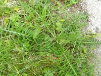 Cirsium eriophorum 43, Wollige distel, Saxifraga-Rutger Barendse